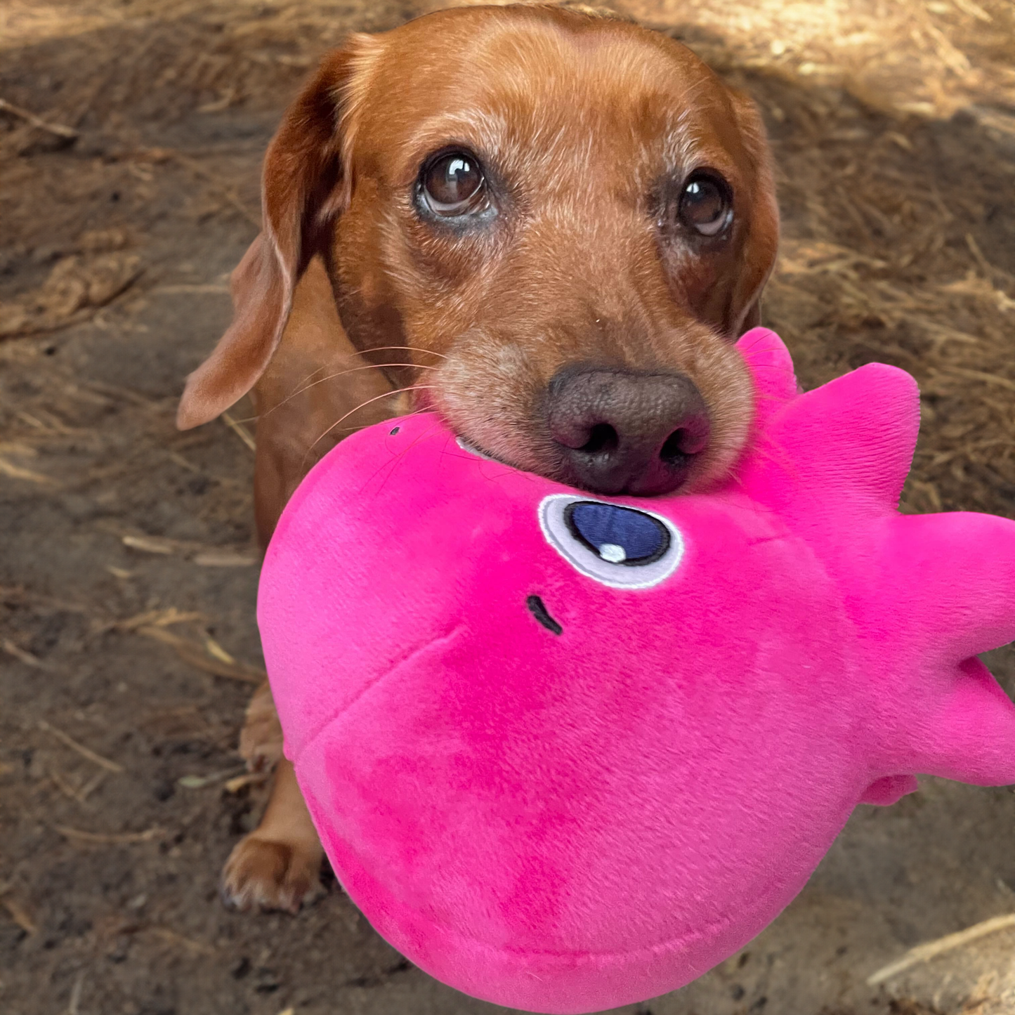 コンスタンティンペットトイ